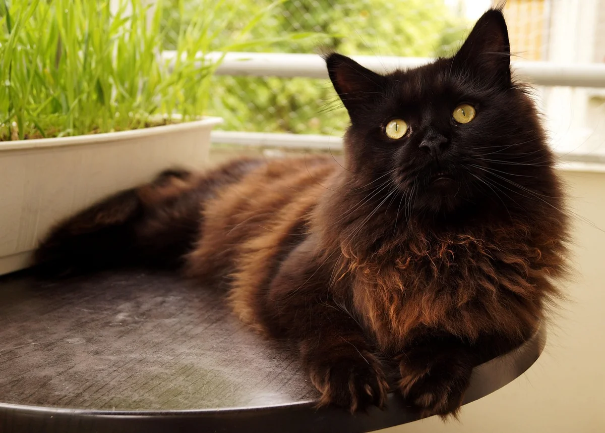 Caractère du chat smoke : mythe ou réalité ?