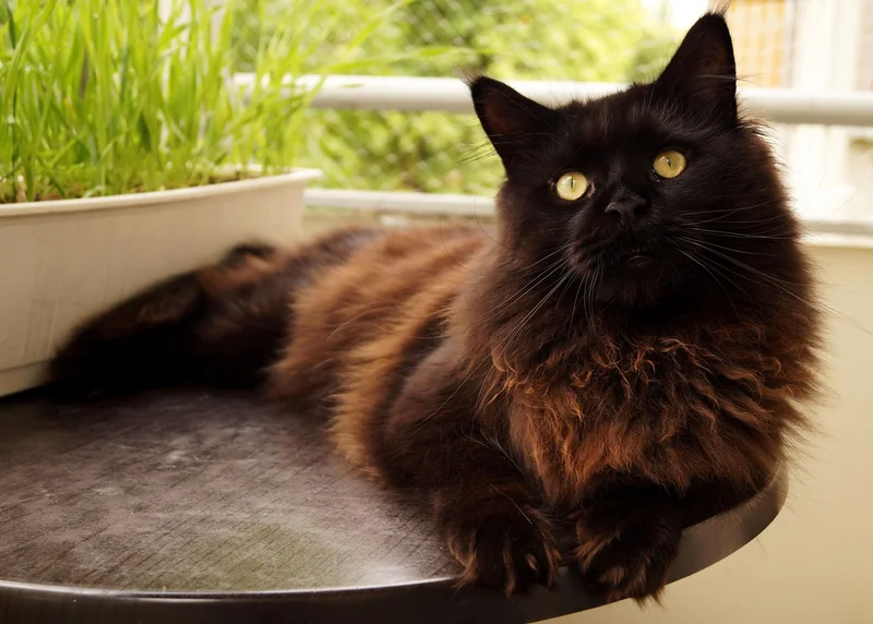 Caractère du chat smoke : mythe ou réalité ?