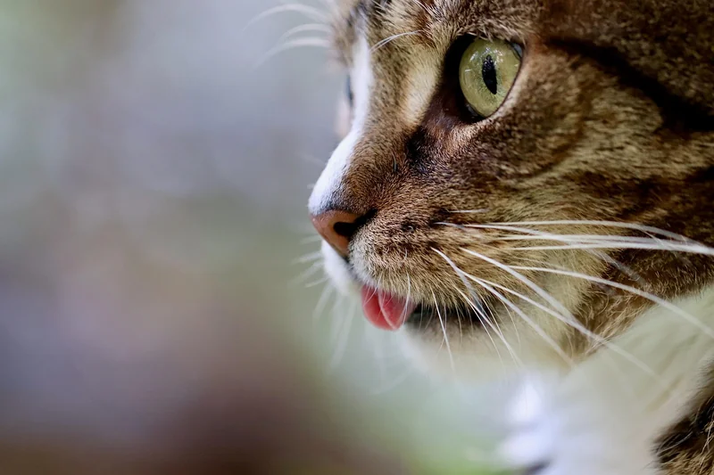 Le chat tuxedo : caractère et confusion fréquente