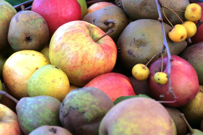 Tableau comparatif : nombre de pommes par variété