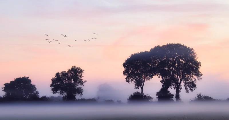 Quand prendre le desmodium, le matin ou le soir ?