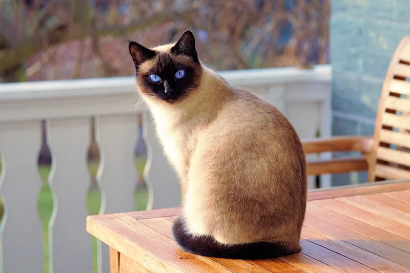 Entretien et santé du chat smoke : ce que j’aurais aimé savoir avant