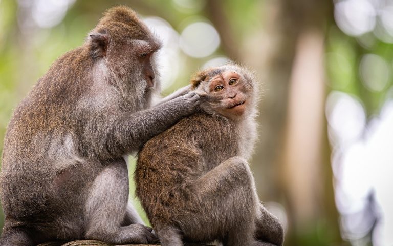 découvrez les tendances et les motivations des consommateurs avec notre analyse approfondie du comportement des consommateurs. apprenez comment ces facteurs influencent les décisions d'achat et façonnent le marché.