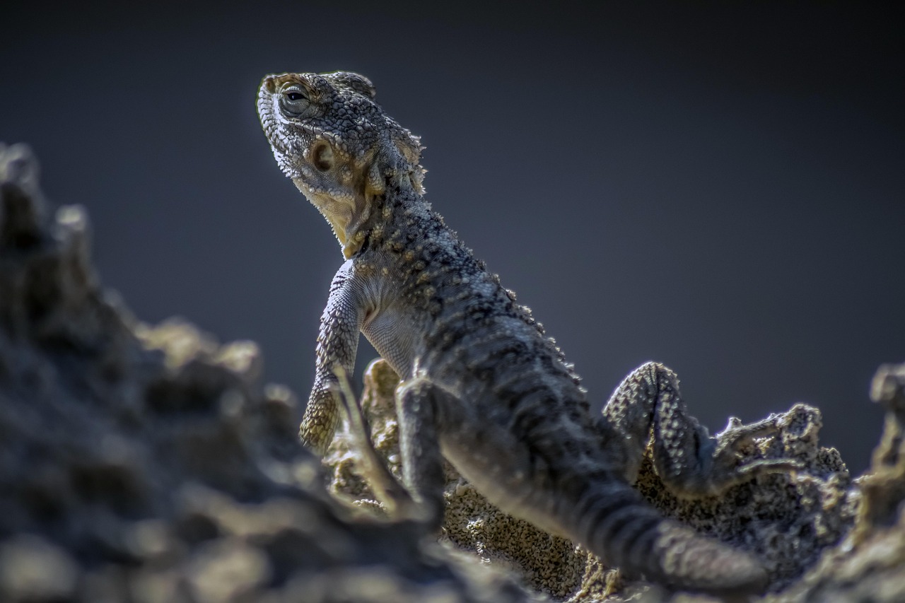 découvrez comment l'adaptation est essentielle pour évoluer face aux changements, surmonter les défis et réussir dans un environnement en constante évolution. conseils, exemples et bonnes pratiques à l'appui.